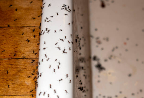 Reliable Lake Leann, MI Pest Control Solutions